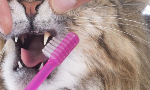 Cat Dental Care