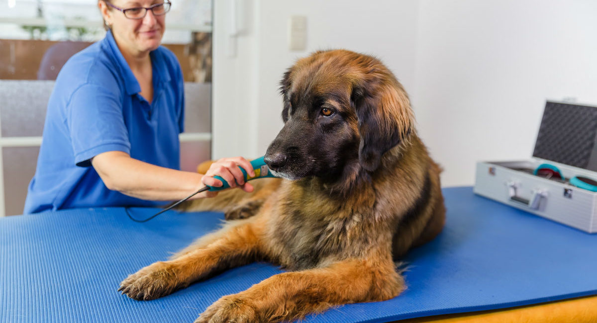 What Is a Veterinary Technician? - Campbell River Veterinary Hospital