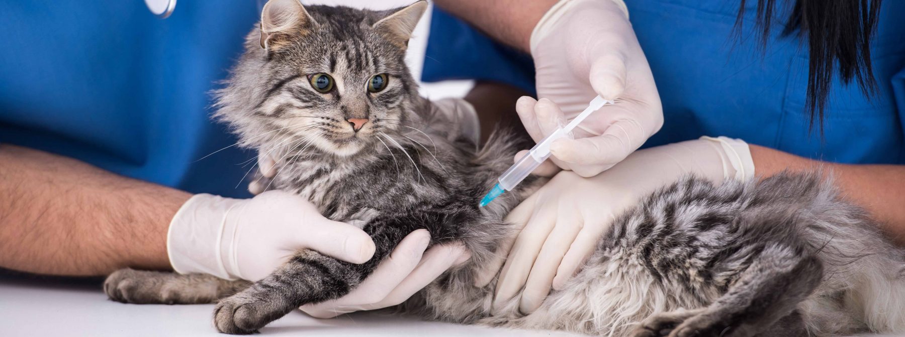Cat Vaccinations Feline Shots & Treatments Campbell River