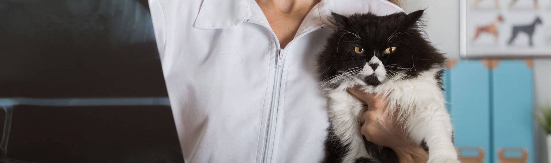 Cat Ultrasounds & XRay Services Pet Diagnostics Campbell River
