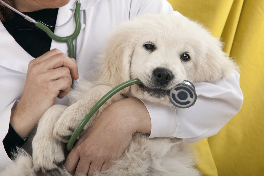 vet check up cost dog